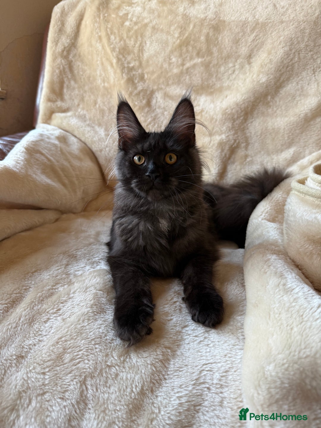 Maine Coon cats for sale: Pedigree GCCF Russian Import line Maine Coons - Advert 32