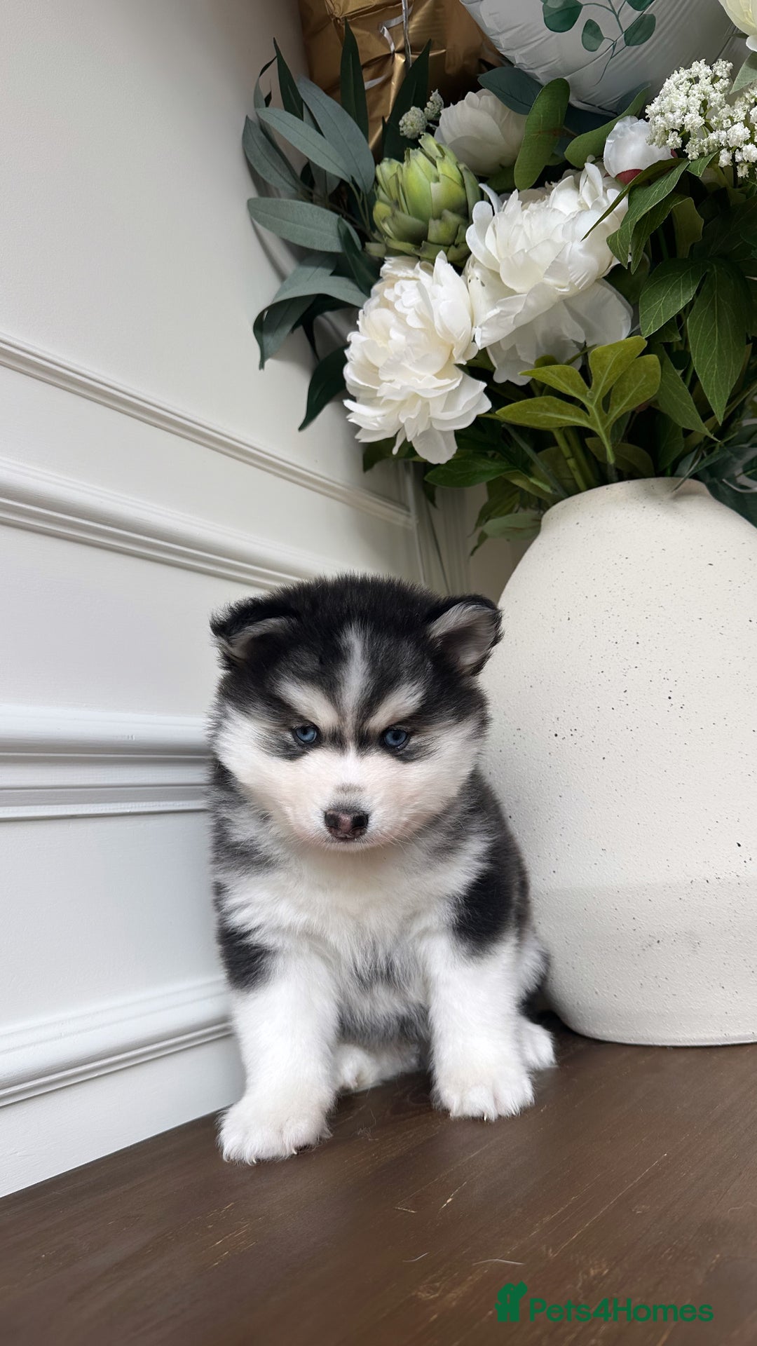 Pomsky dogs for sale: Pomskies Seeking Their Forever Home - ONLY 1 Left - Advert 16