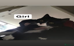 British Shorthair cats for sale: 4 kittens  - Advert 4