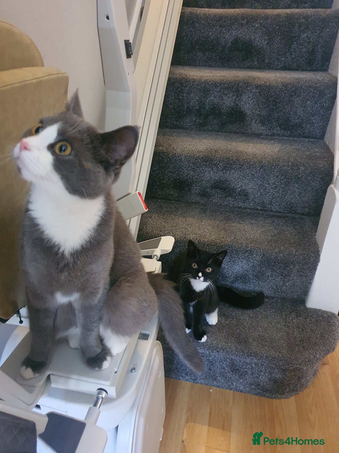 British Shorthair cats for sale: Kitten for Sale  - Image 2