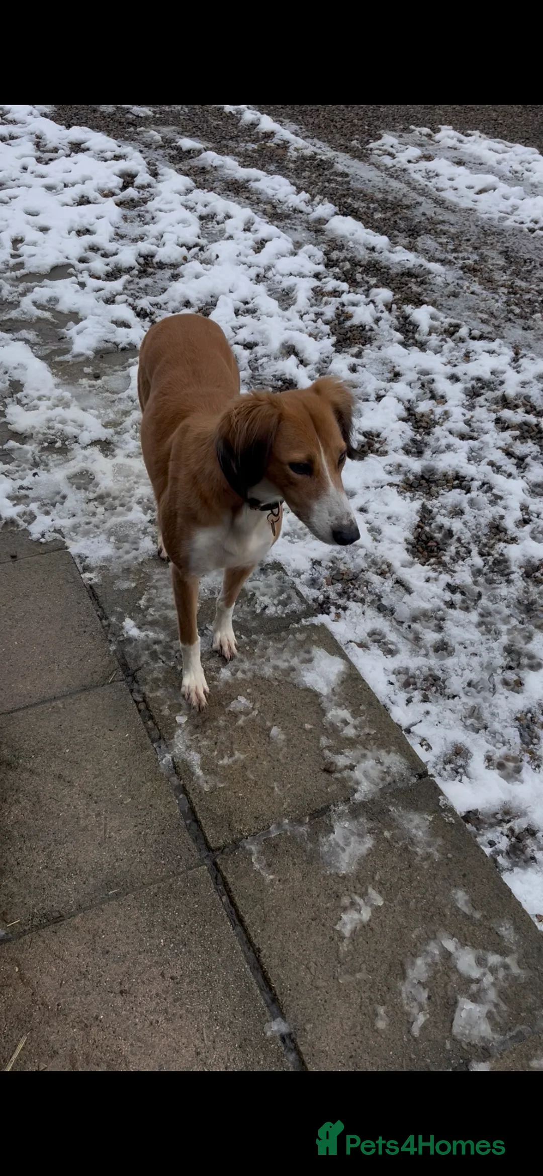 Lurcher dogs for sale: Lurcher puppies - Advert 2