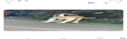 Saint Bernard dogs for sale: Beautiful saint Bernard puppies - Advert 12