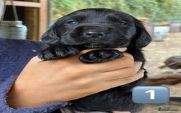 Mixed Breed dogs for sale: Outstanding sprollies pups for sale  - Image 25