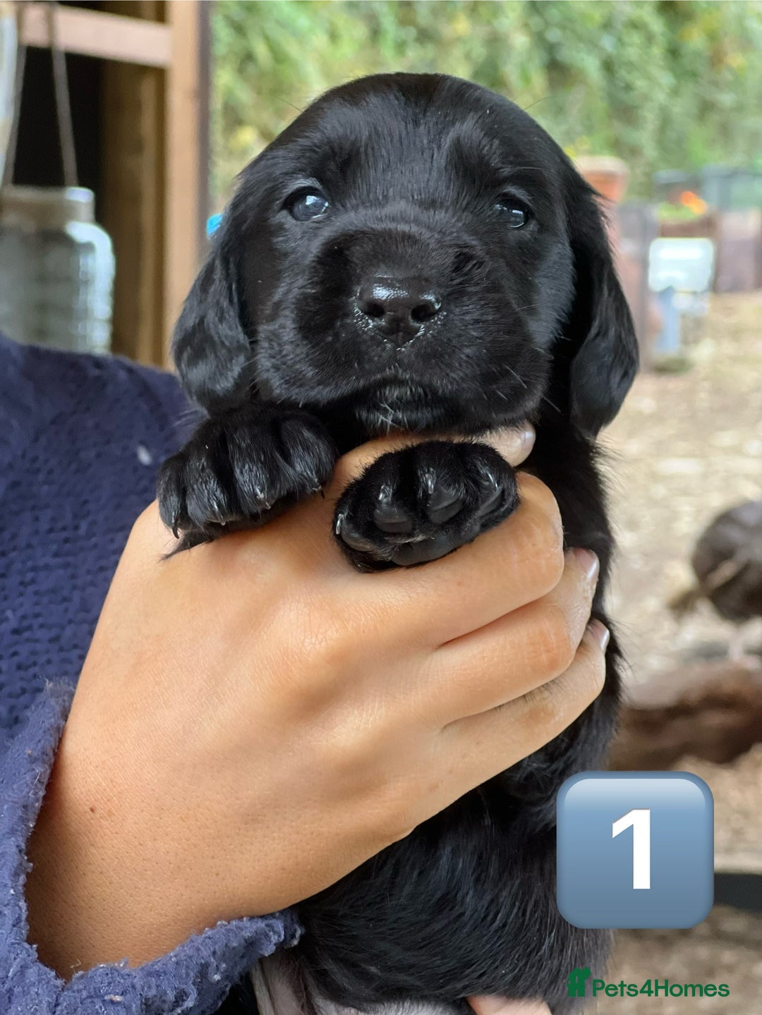 Mixed Breed dogs for sale: Outstanding sprollies pups for sale  - Image 25