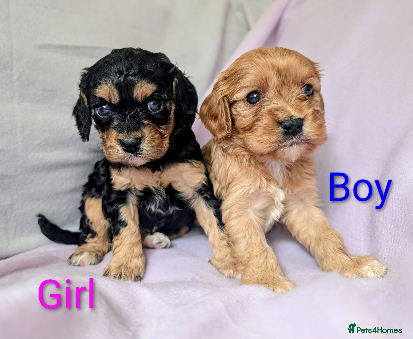 Cavapoo dogs Pretty CAVAPOO pups. Health tested parents - Advert 1