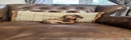 Miniature Dachshund dogs for sale: Miniature Dachshund Puppies  - Advert 3