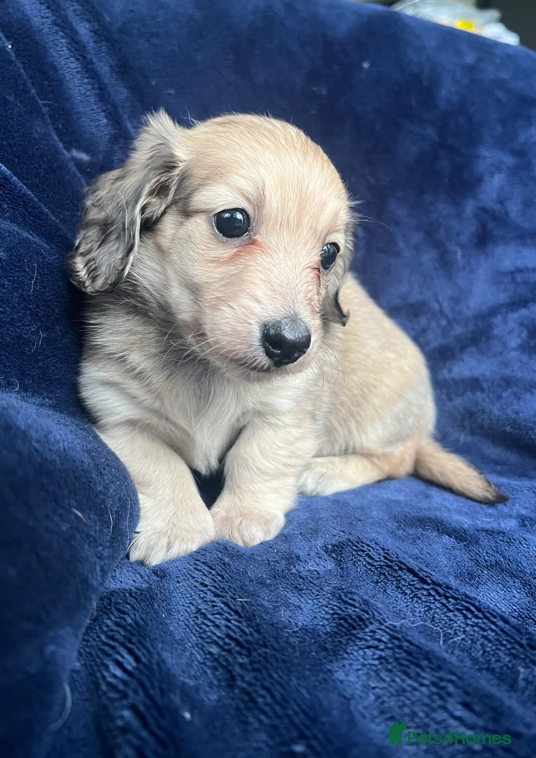 Miniature Dachshund dogs for sale: Shaded cream miniature dachshund girl - Advert 7
