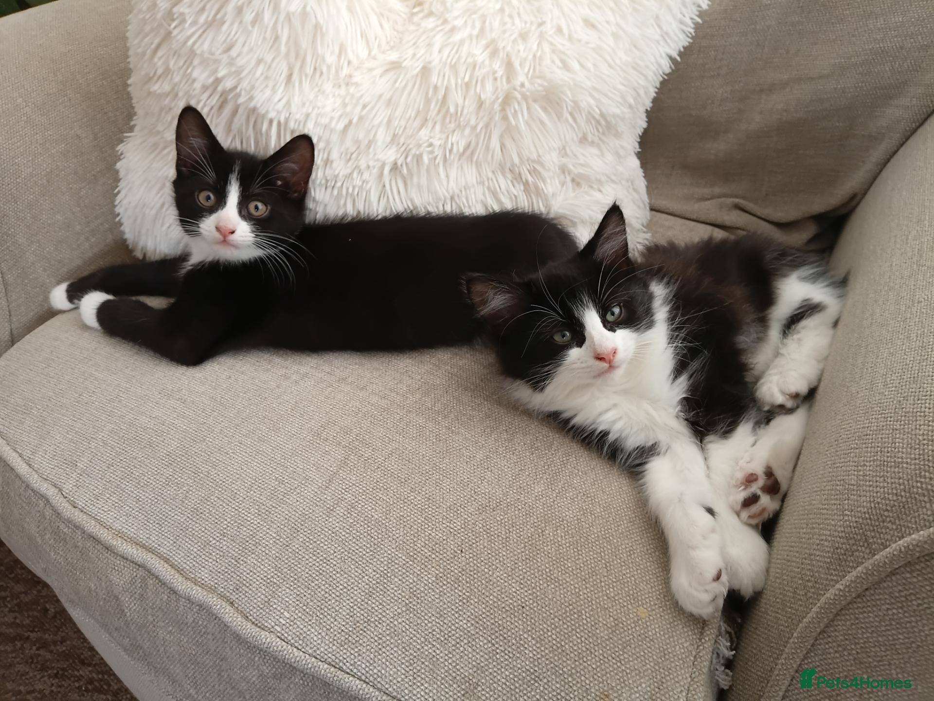 Mixed Breed cats Two adorable male kittens, dad Maine Coon - Advert 12