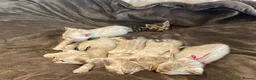 Bengal cats for sale: Beautiful Snow Bengals  - Advert 39