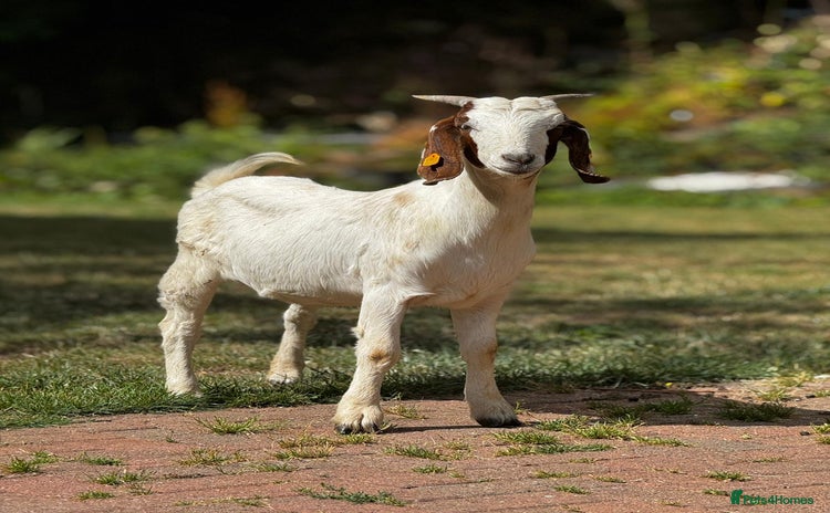 Goats livestock - Advert 3