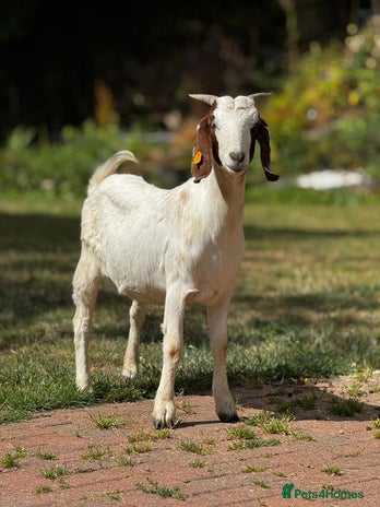 Goats livestock - Advert 3