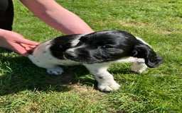 English Springer Spaniel dogs for sale: English Springer Spaniel Puppies for Sale - Image 25