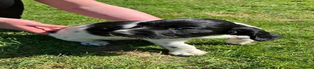 English Springer Spaniel Puppy (Black Collar)