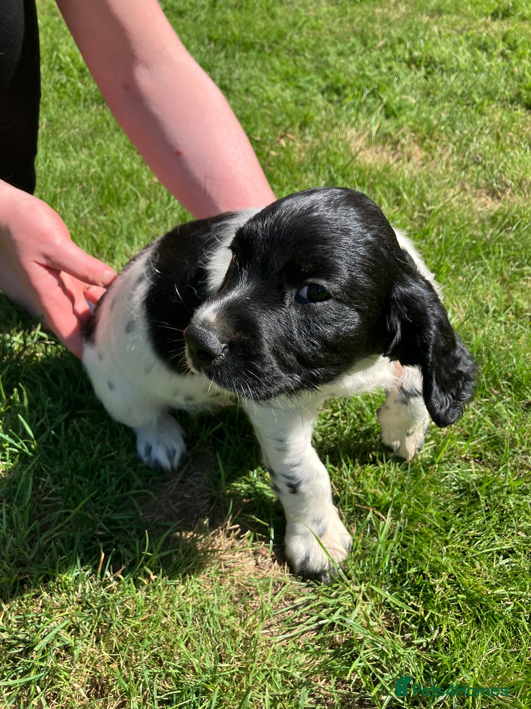 English Springer Spaniel dogs for sale: English Springer Spaniel Puppies for Sale - Image 25