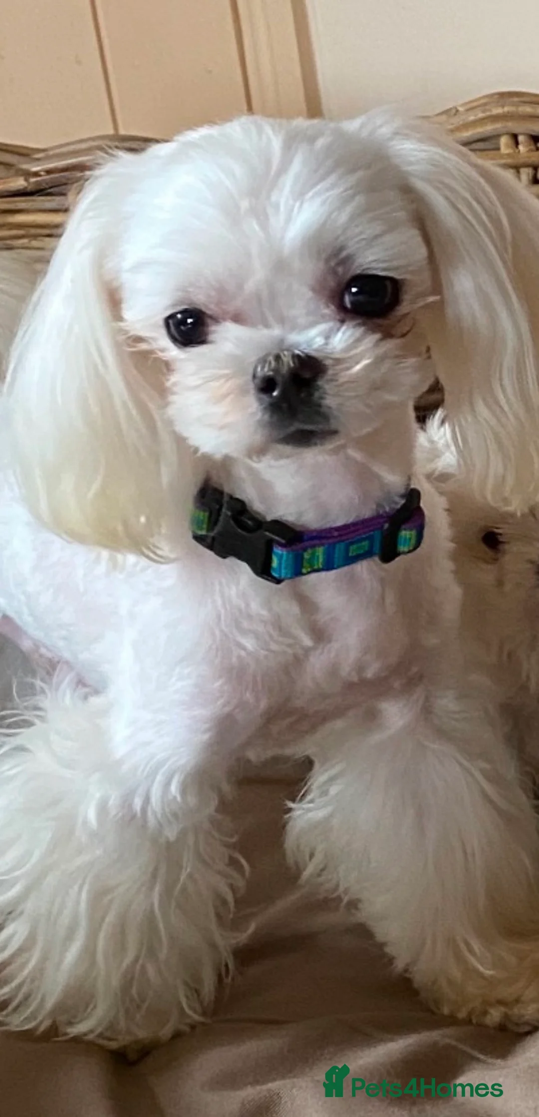 Maltese dogs for stud: korean maltese stud  - Advert 3