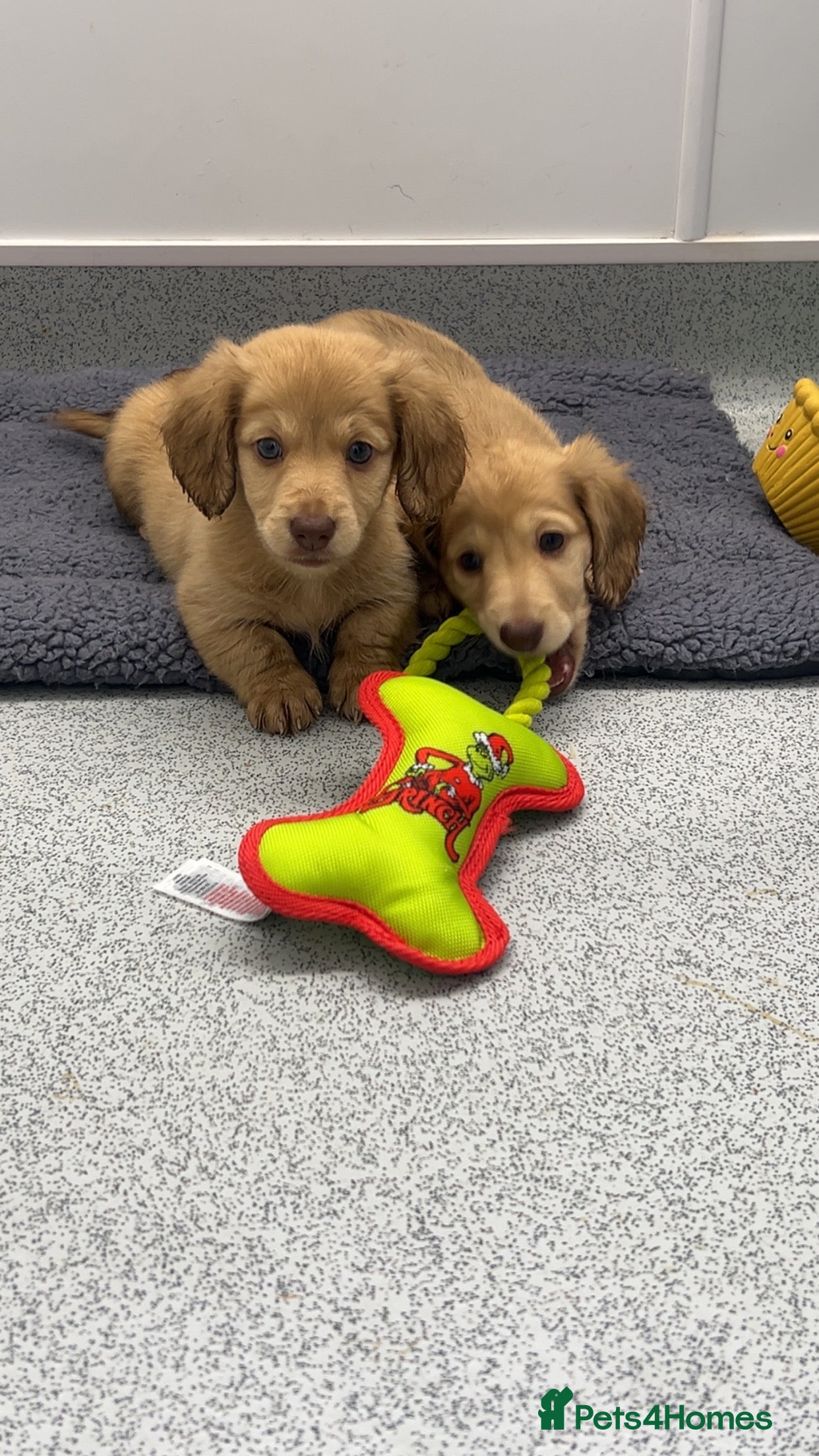 Miniature Dachshund dogs Miniature long hair English cream dachshunds  - Advert 14