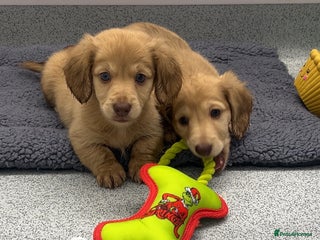 Miniature Dachshund dogs Miniature long hair English cream dachshunds - Advert 18