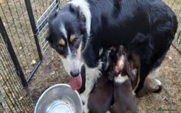 Sprollie dogs for sale: Border Collie x Springer Spaniel pups - Image 1