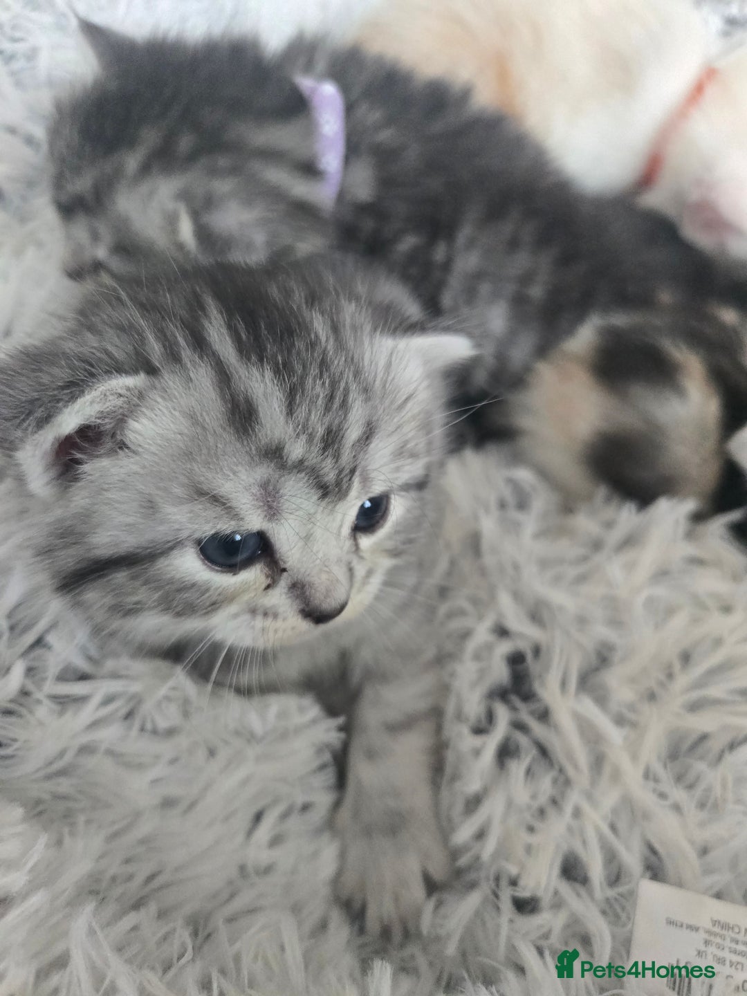 Perdoll cats for sale: Persian x ragdoll - Image 13