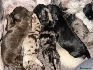 Lhasapoo dogs Stunning lhasapoo puppies rainbow litter - Advert 18