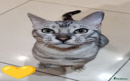 Bengal cats for sale: Only 2 boys left in Saint Helens - Image 2