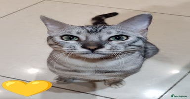 Bengal cats in Saint Helens - Advert 7