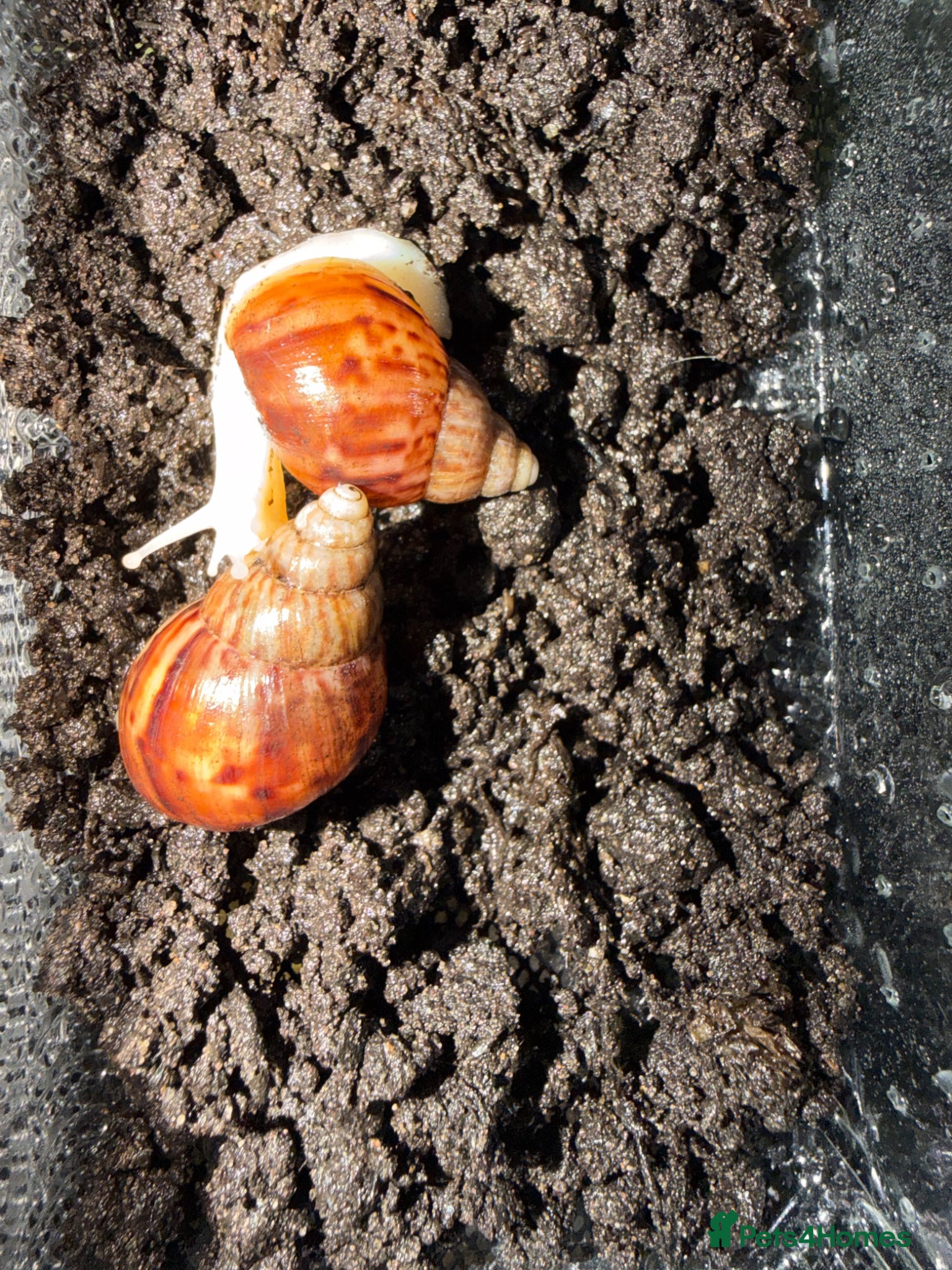 Snails invertebrates Giant African Land Snails - £6 each - Advert 11