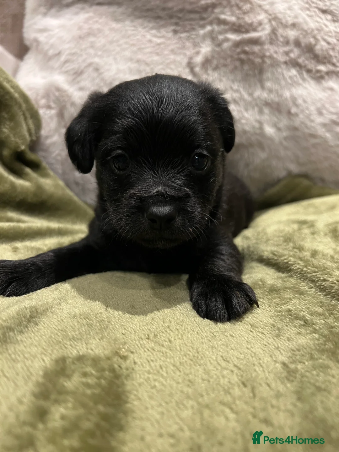 Mixed Breed dogs for sale: Chihuahua x Jack Russel  - Advert 4