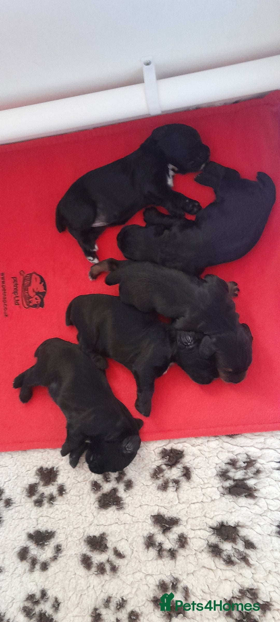 Cocker Spaniel dogs for sale: KC Registered Health Tested Working Type Puppies - Image 5