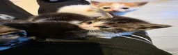 Mixed Breed cats for sale: Beautiful kittens for sale  - Advert 14
