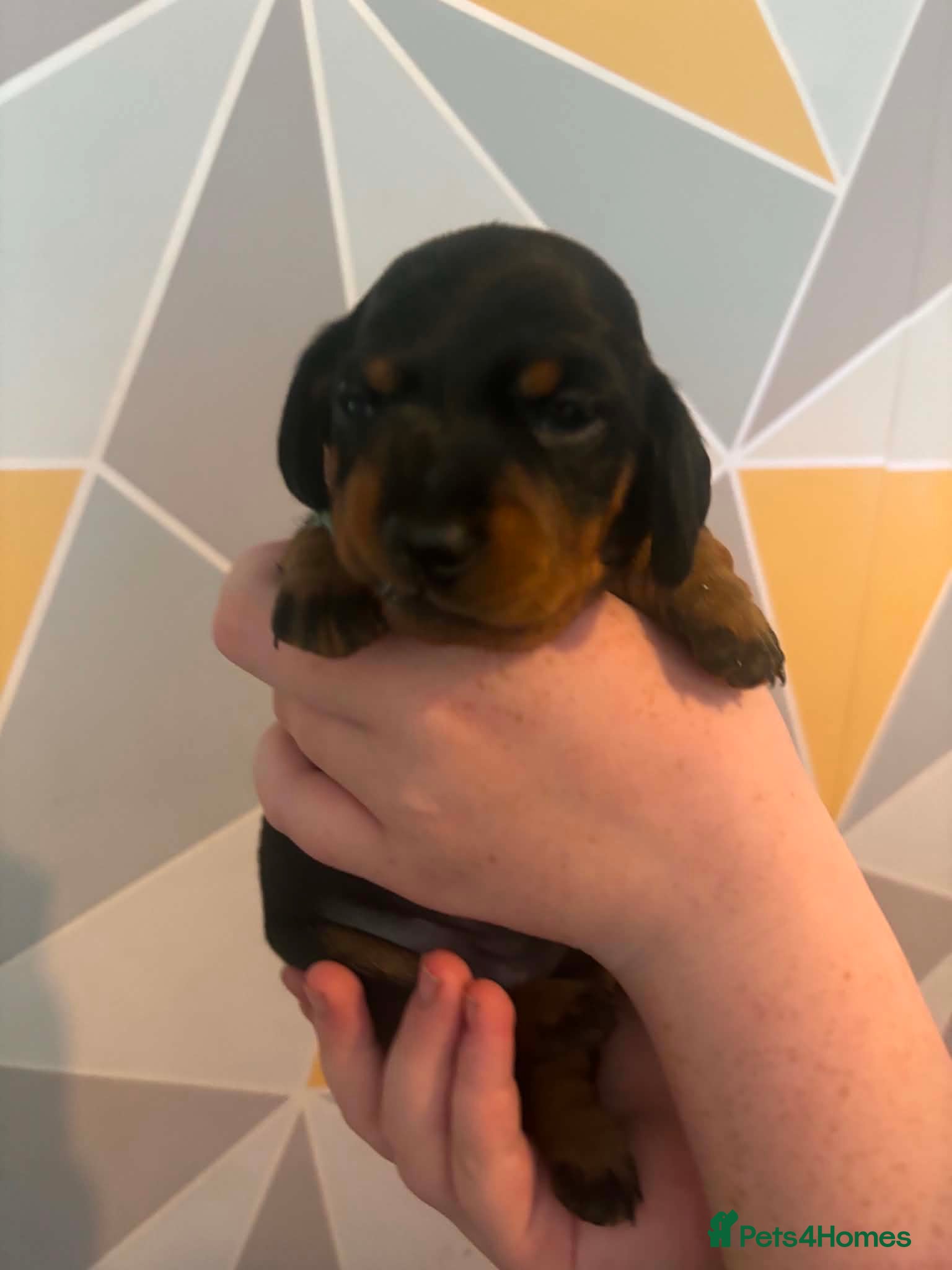 Miniature Dachshund dogs Last girl left!  Miniature dachshund puppies  - Advert 20