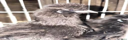 Chickens poultry for sale: POL hens and ducks - Advert 18