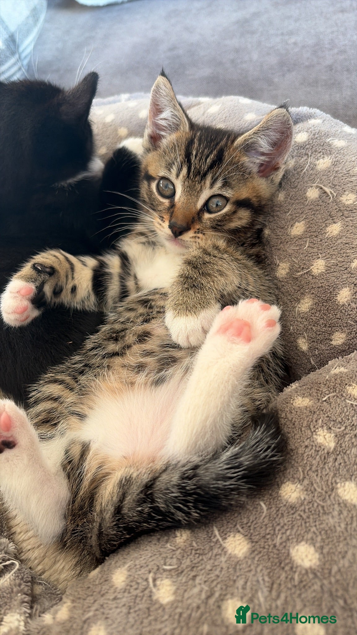 Mixed Breed cats Kittens male - Advert 7
