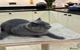 British Shorthair cats for sale: Blue British Shorthair registered Full Pedigree  - Image 21