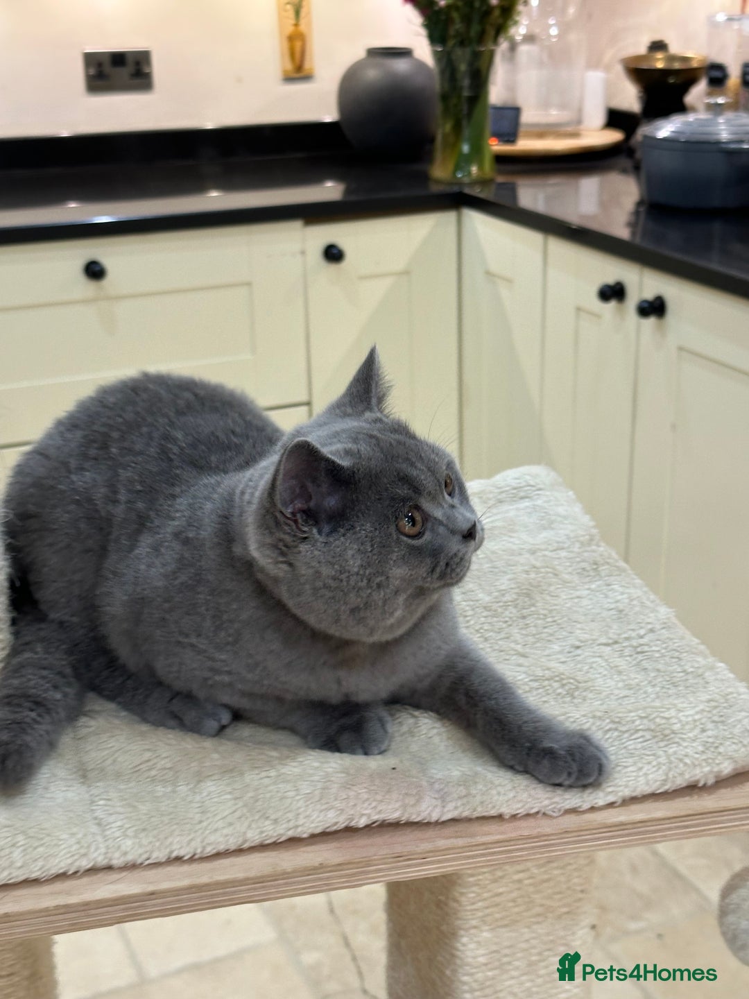 British Shorthair cats for sale: Blue British Shorthair registered Full Pedigree  - Image 21
