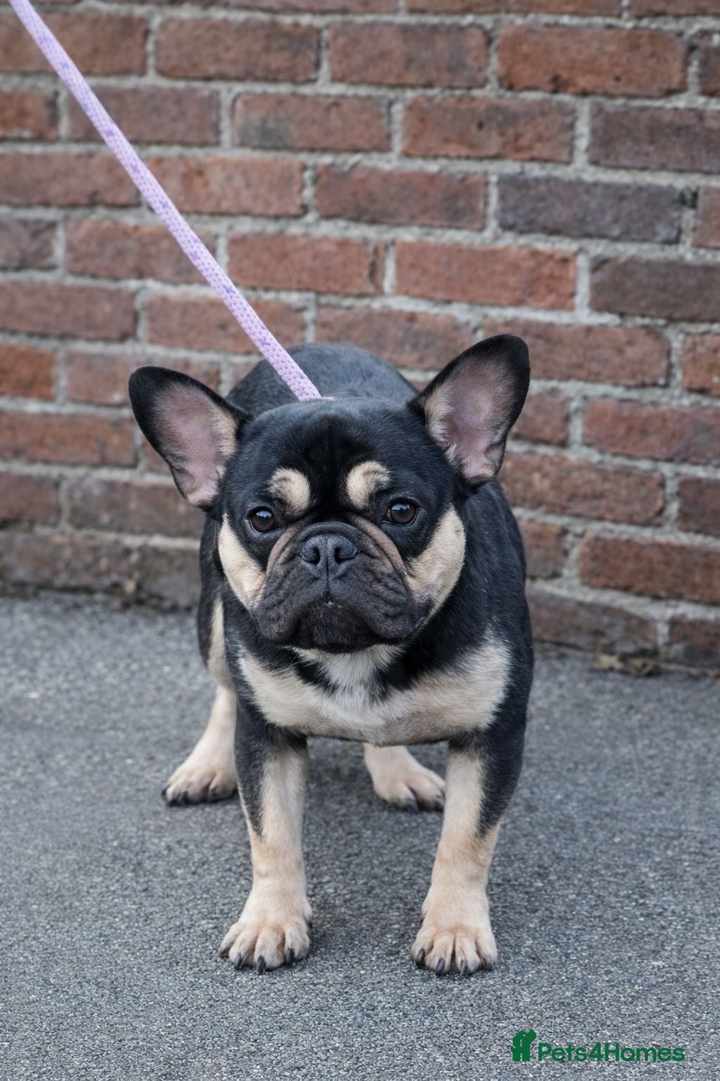 French Bulldog dogs Beautiful French bulldog puppies - Advert 1