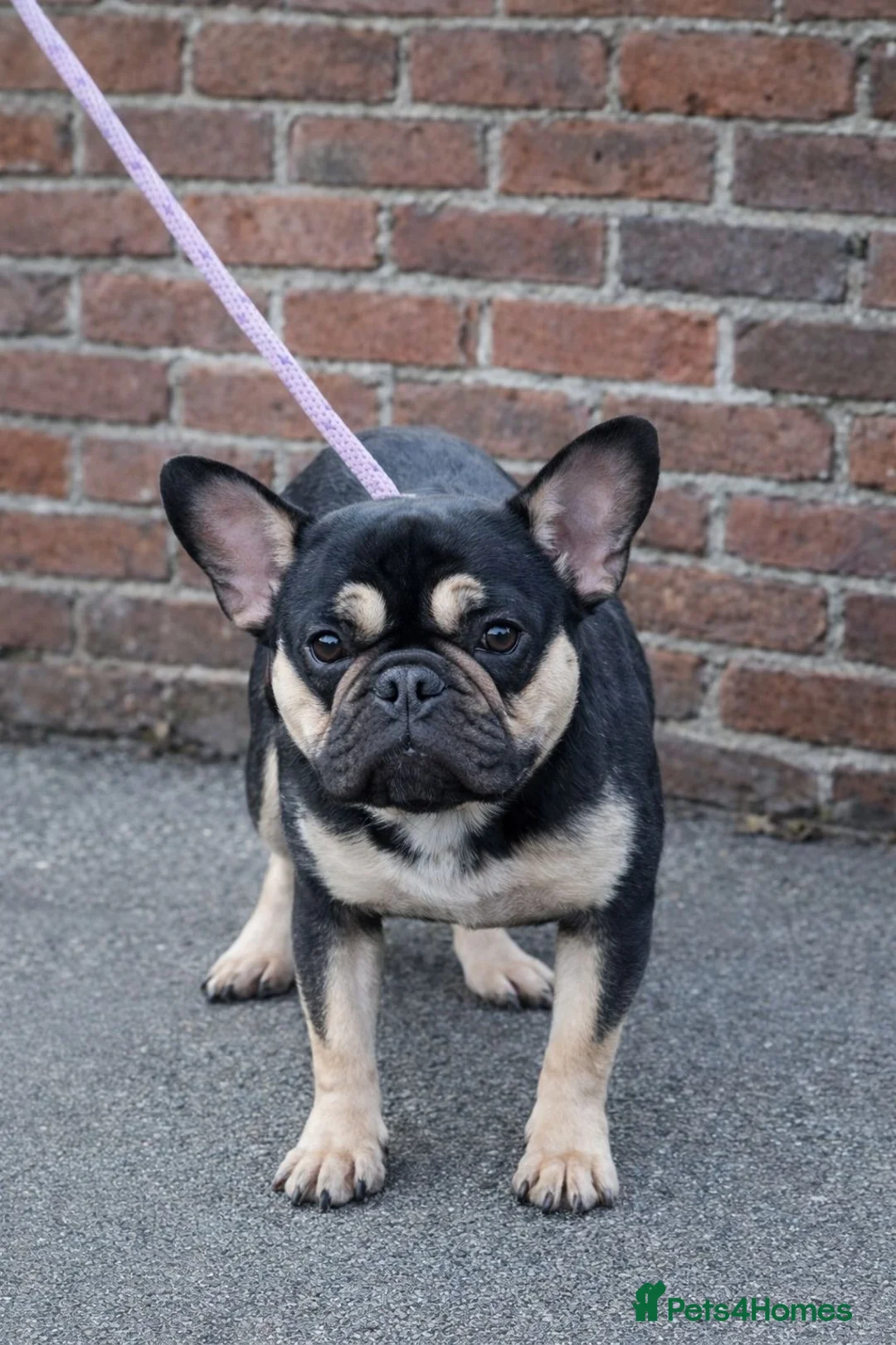 French Bulldog dogs for sale: Beautiful French bulldog puppies - Advert 13