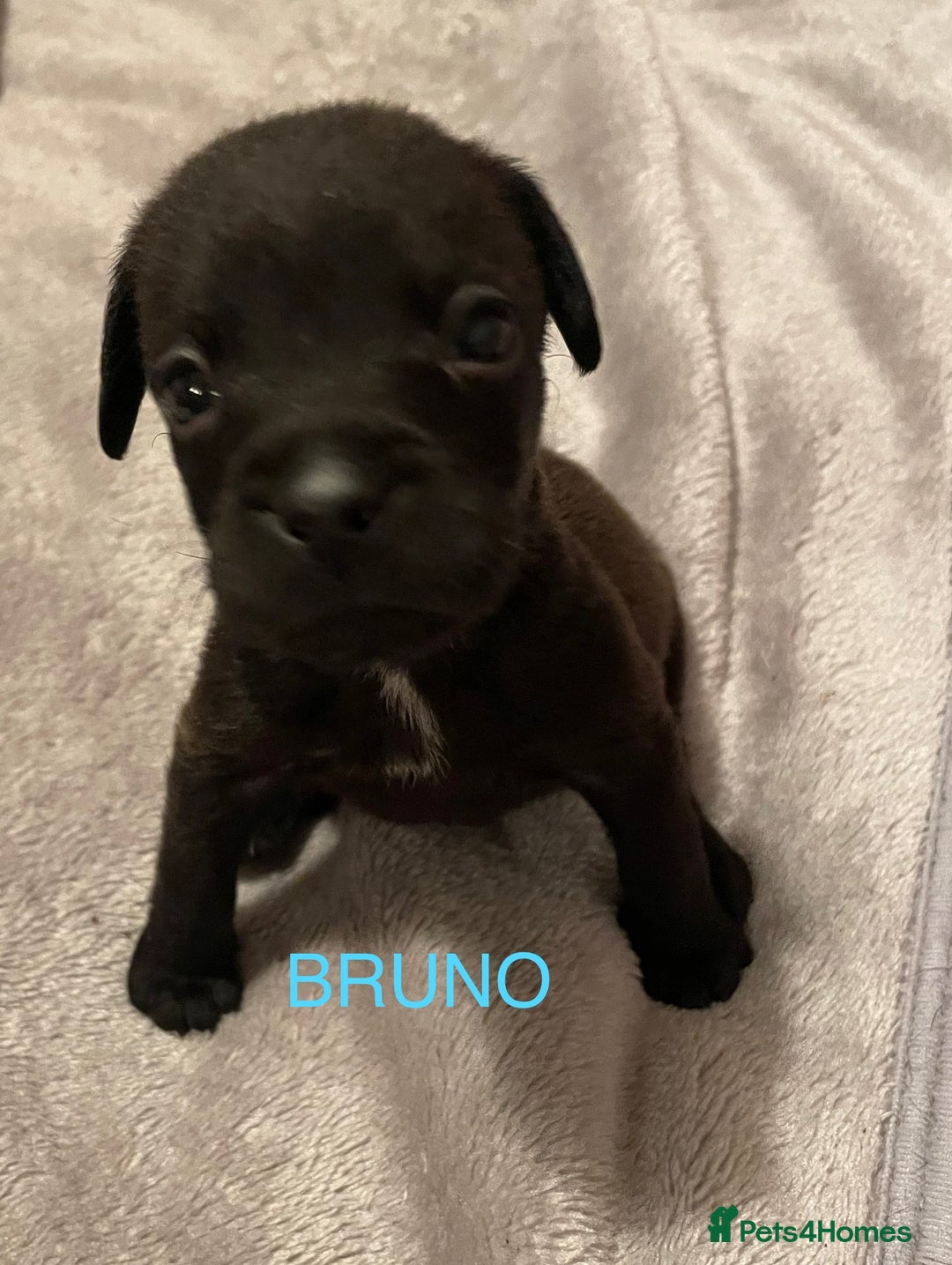 Mixed Breed dogs for sale: READY FOR THERE FOREVER HOMES 1 GIRL & - BOY  - Advert 12