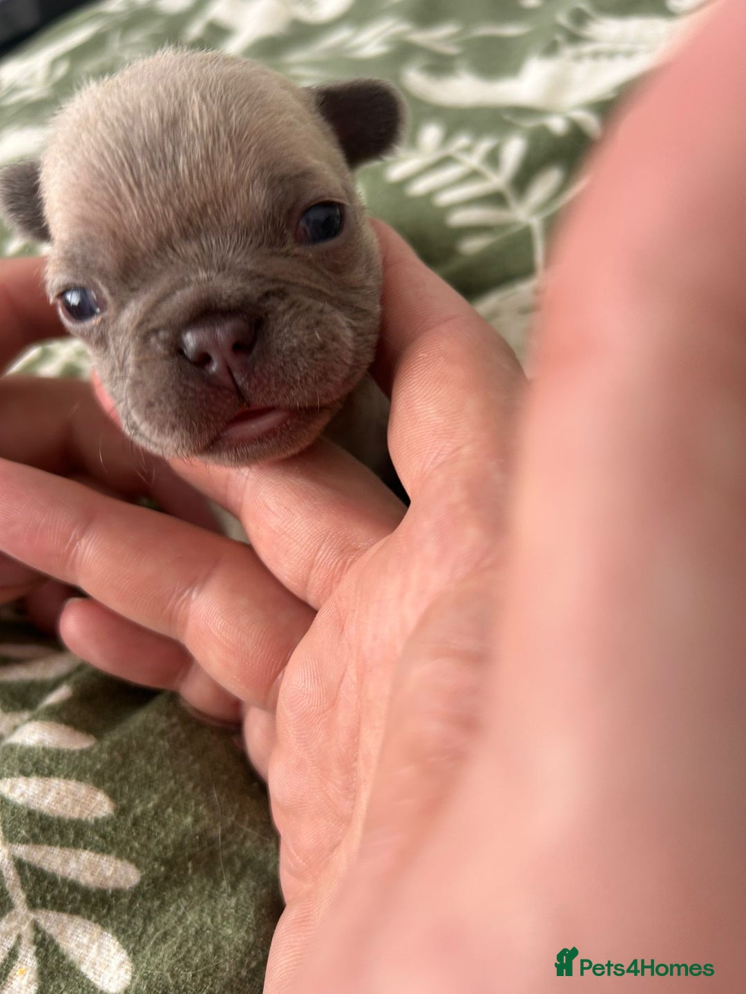 French Bulldog dogs for sale: Lilic and Isabella frenchies - Image 4