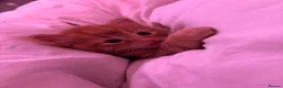 Mixed Breed cats for sale: 4 Ginger Boys, 2 Tortie cats  - Advert 11