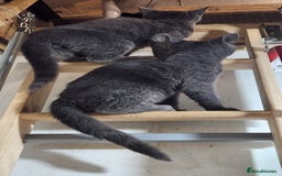 Russian Blue cats for sale: Pure Russian Blue Kittens  - Image 2