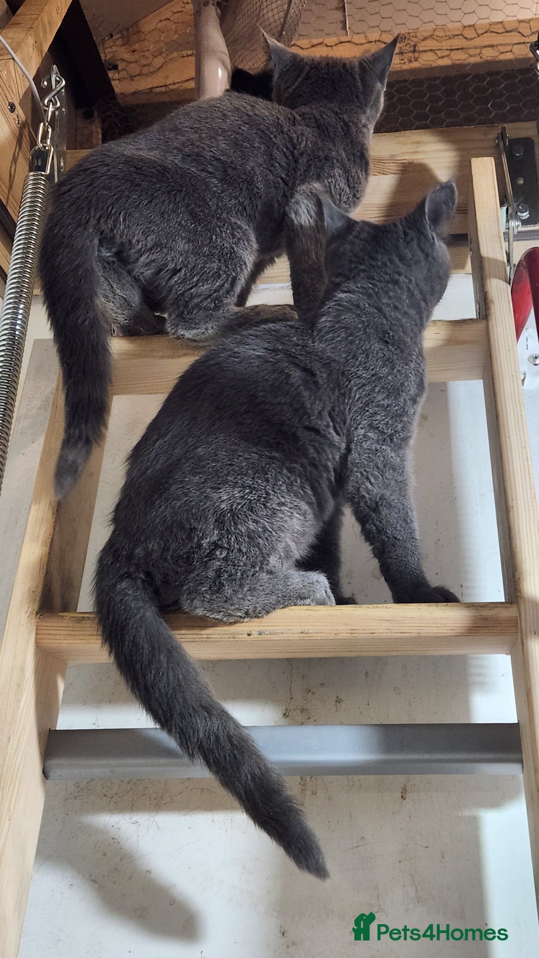 Russian Blue cats for sale: Pure Russian Blue Kittens  - Image 2