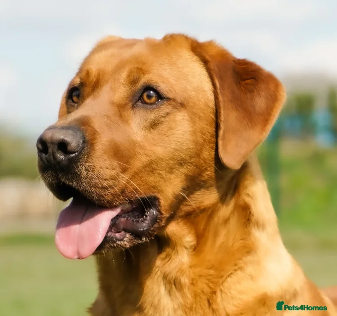 Labrador Retriever dogs for sale: Gorgeous Fox Red & Yellow Labrador Puppies - Advert 17