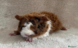 Guinea Pig rodents for sale: Purebred Lunkarya Guinea pigs - Image 5