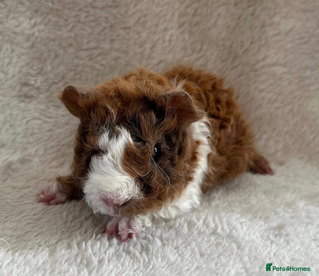 Guinea Pig rodents for sale: Purebred Lunkarya Guinea pigs - Image 5