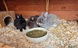 Netherland Dwarf rabbits for sale: Gorgeous tiny Black baby Netherland doe - Image 2