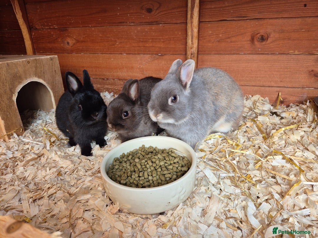 Netherland Dwarf rabbits for sale: Gorgeous tiny Black baby Netherland doe - Image 2
