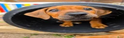 Rhodesian Ridgeback dogs for sale: KC Registered Rhodesian Ridgeback Puppies - Advert 20
