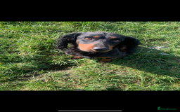 Cockapoo dogs for sale: Cockapoo puppies F1 READY TO LEAVE 🏡🥰 in Leicester - Image 36