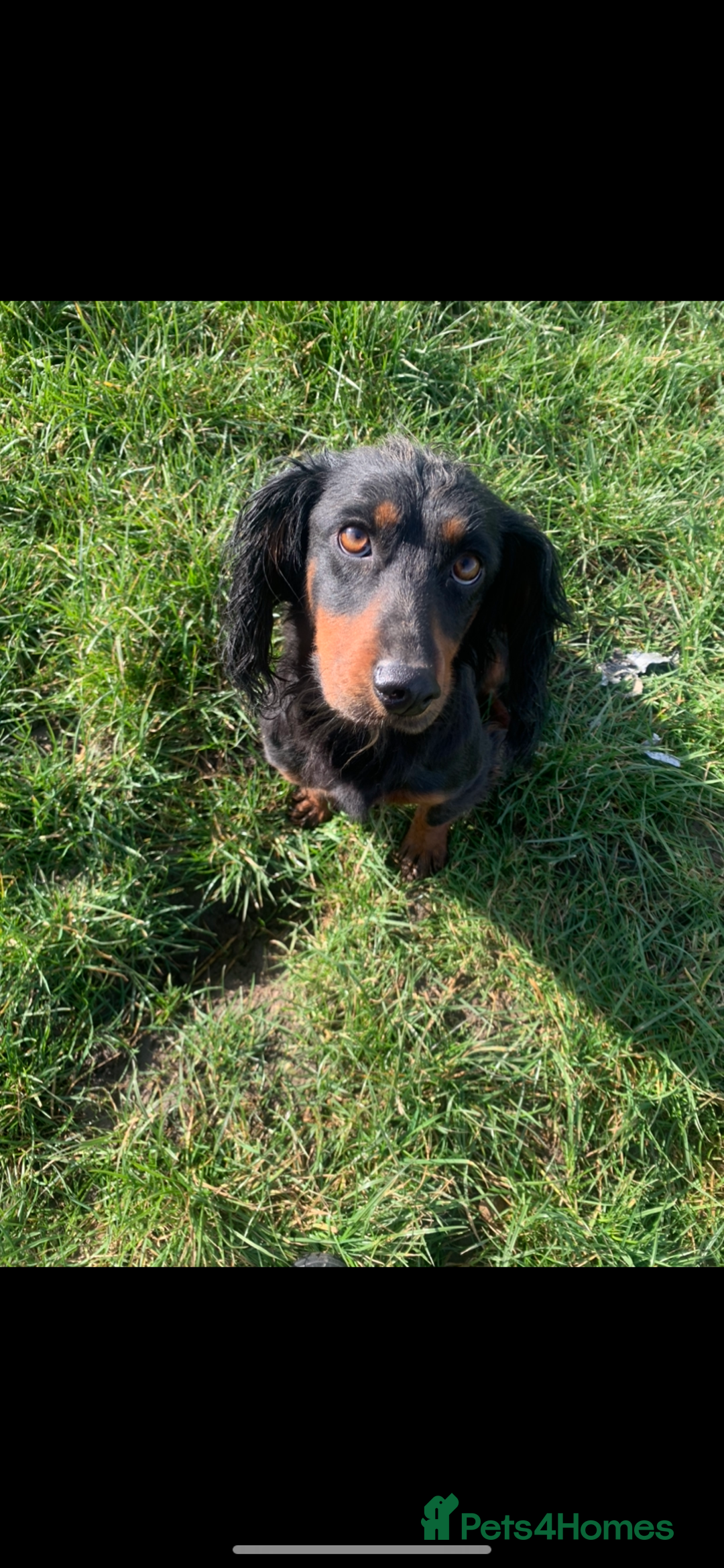 Cockapoo dogs for sale: Cockapoo puppies F1 READY TO LEAVE 🏡🥰 in Leicester - Image 36